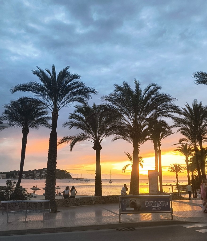 Foto: Entre Palmeras se va el Dia - Santa Ponsa (Illes Balears), España