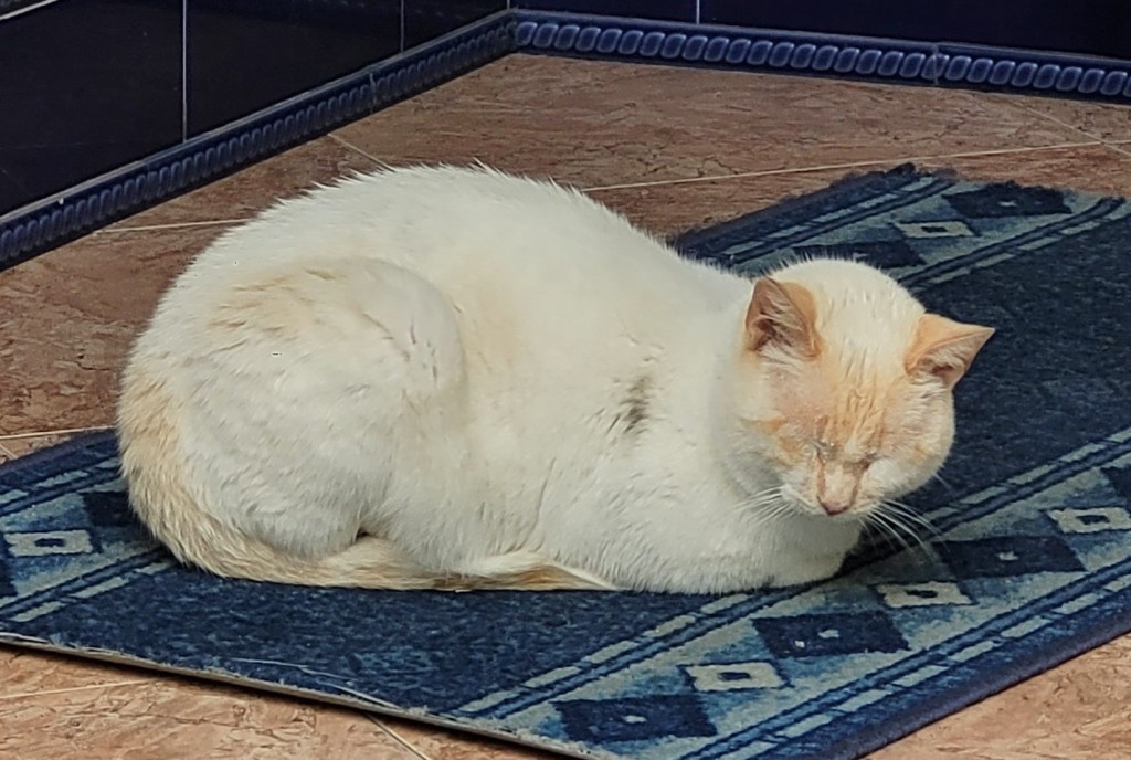 Foto: Gatito - Medina Sidonia (Cádiz), España