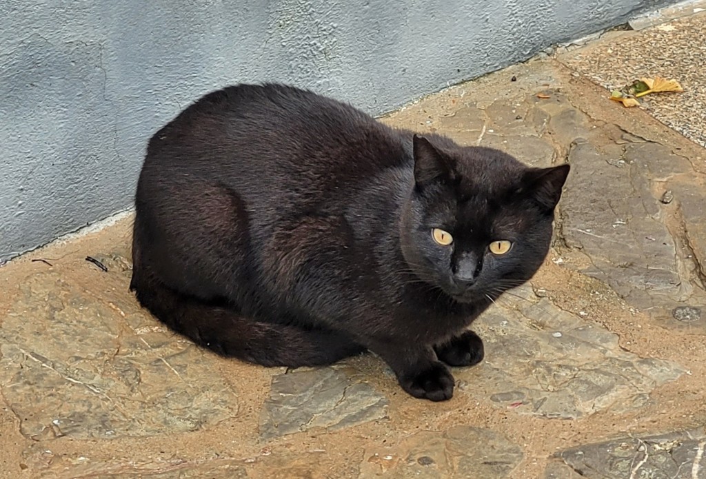 Foto: Gatito - Medina Sidonia (Cádiz), España