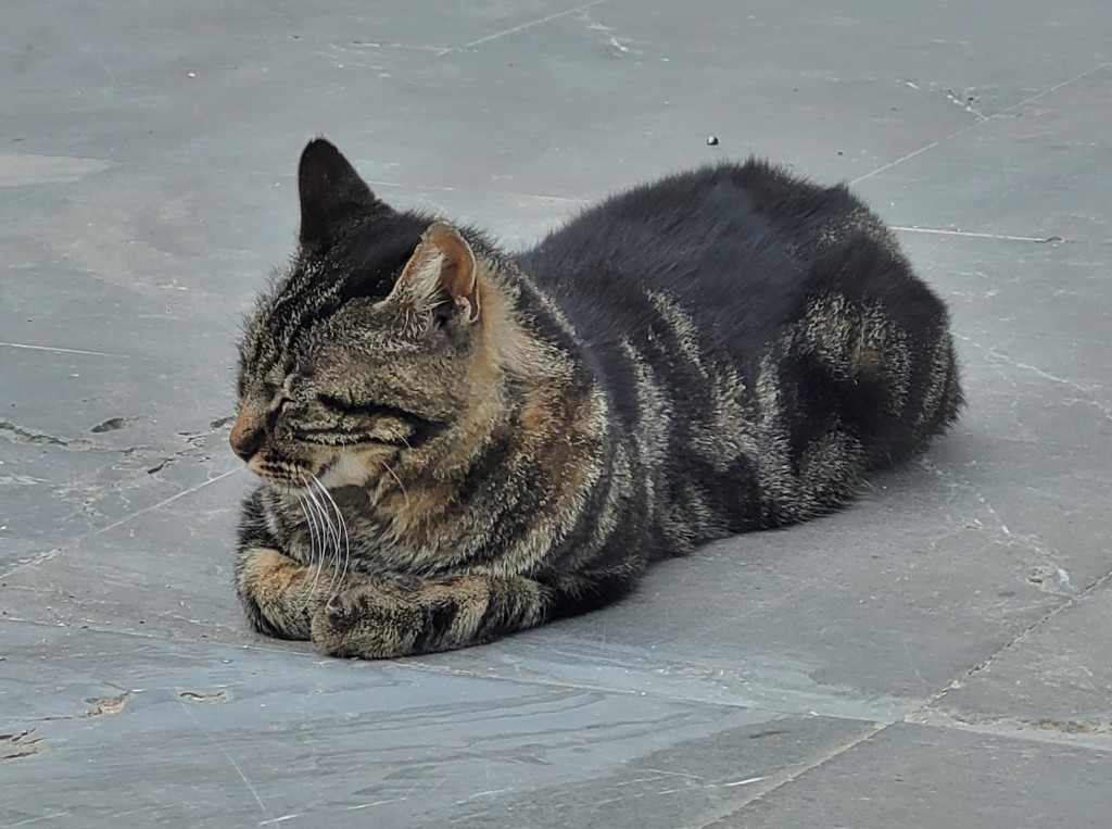 Foto: Gatito - Arcos de la Frontera (Cádiz), España