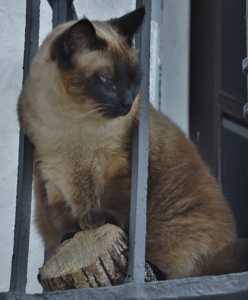 Foto: Gatito - Arcos de la Frontera (Cádiz), España