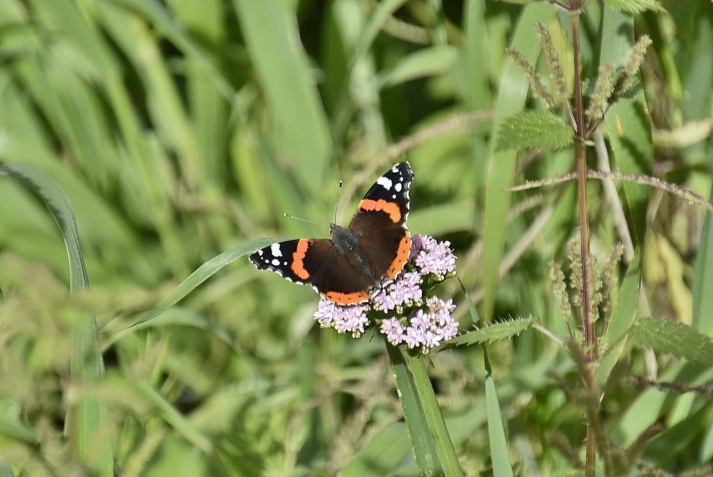 Foto: Naturaleza - Benaocaz (Cádiz), España