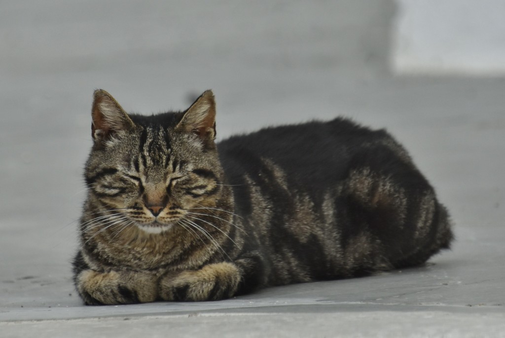 Foto: Gatito - Arcos de la Frontera (Cádiz), España