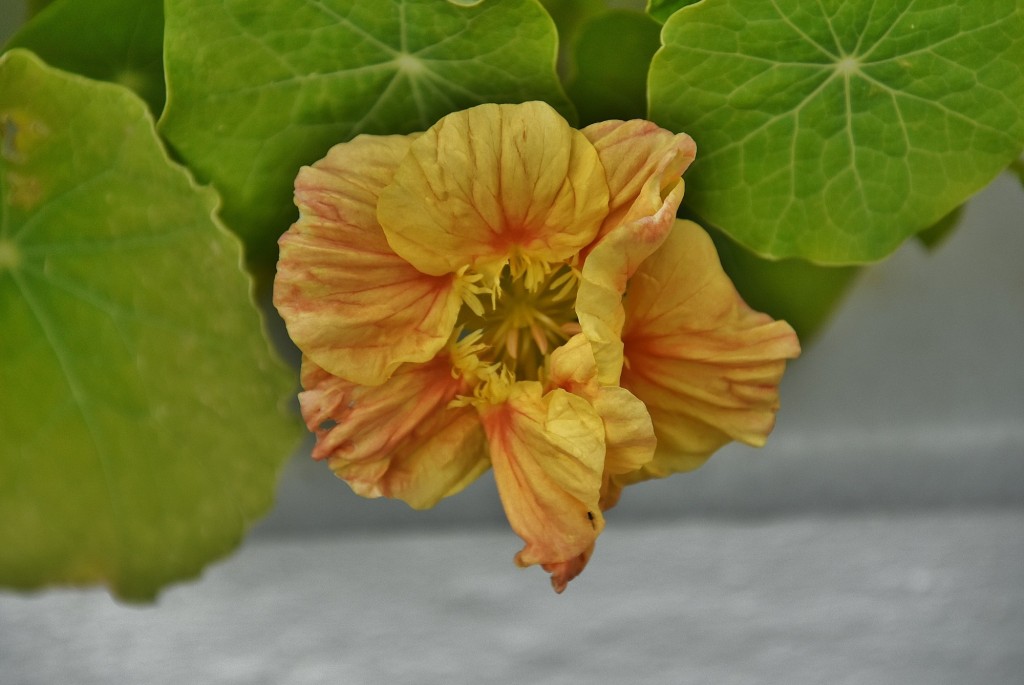 Foto: Flor - Benaocaz (Cádiz), España