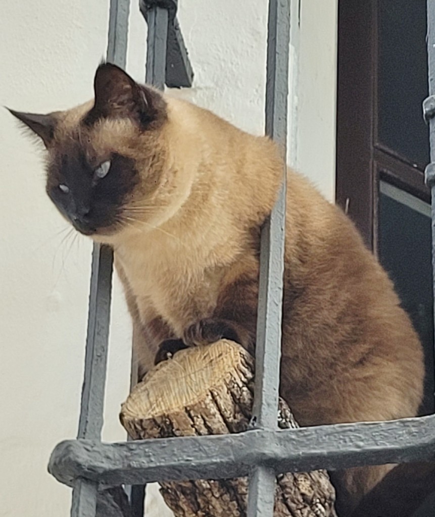 Foto: Gatito - Arcos de la Frontera (Cádiz), España