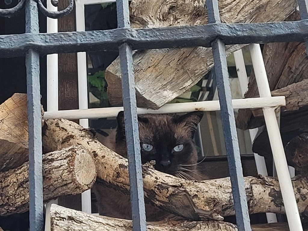 Foto: Gatito - Arcos de la Frontera (Cádiz), España