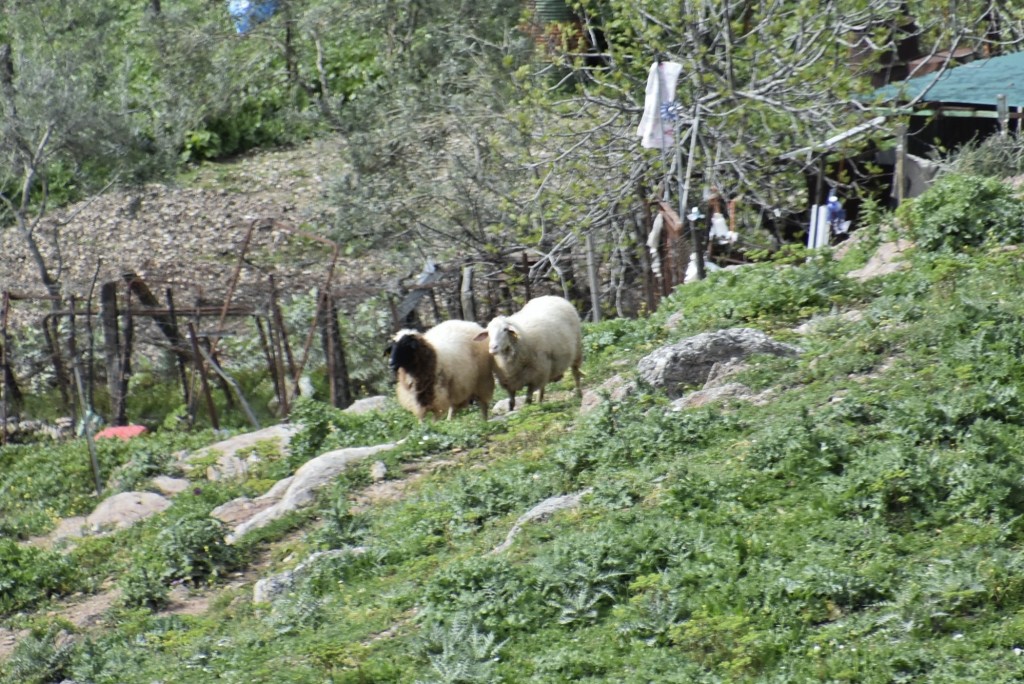 Foto: Bichitos - Villaluenga del Rosario (Cádiz), España