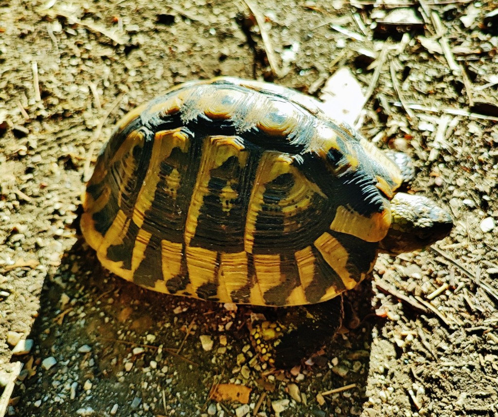 Foto: Parku Kombëtar I Butrintit - Butrinti (Vlorë), Albania