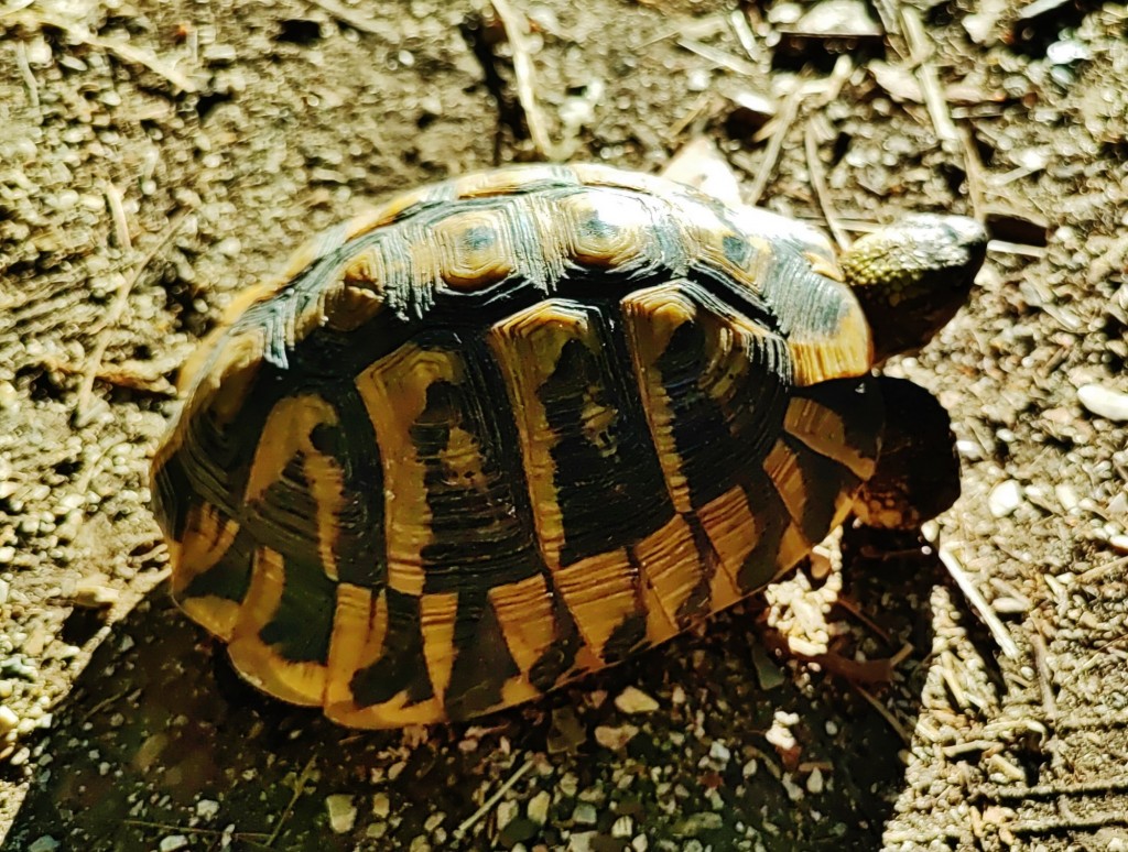 Foto: Parku Kombëtar I Butrintit - Butrinti (Vlorë), Albania