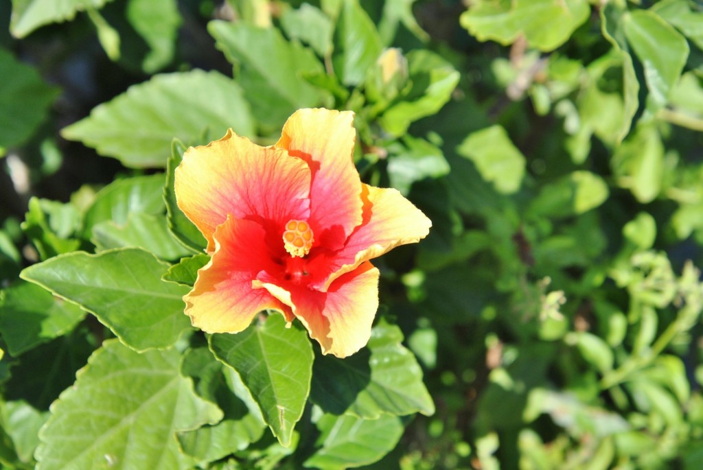 Foto: Flor - Ischia (Campania), Italia