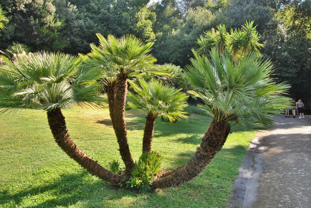 Foto: Jardines del Palacio Real - Caserta (Campania), Italia