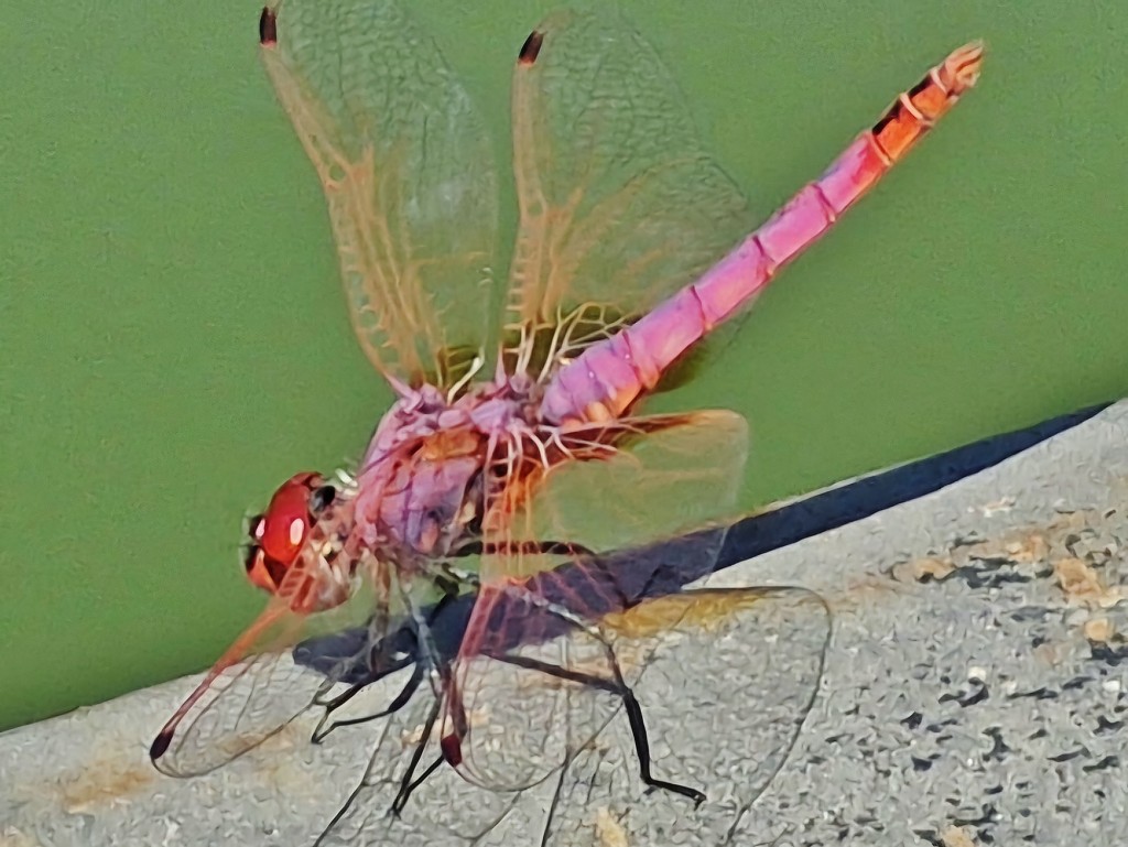 Foto: Bichito - Caserta (Campania), Italia