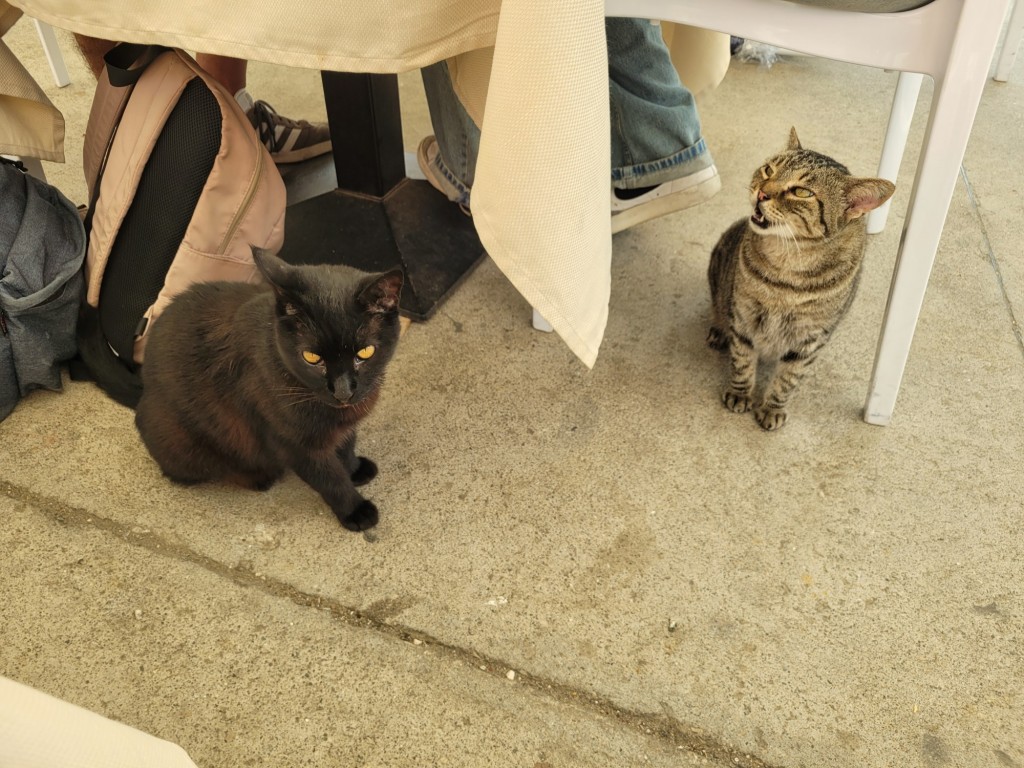 Foto: Gatitos - Procida (Campania), Italia