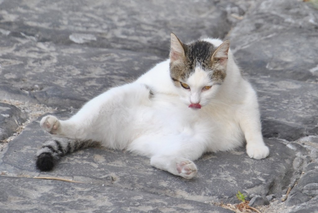 Foto: Gatito - Procida (Campania), Italia