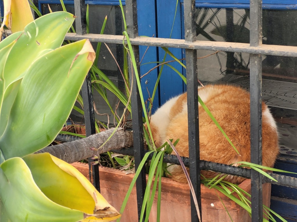 Foto: Gatito - Castellar de la Frontera (Cádiz), España