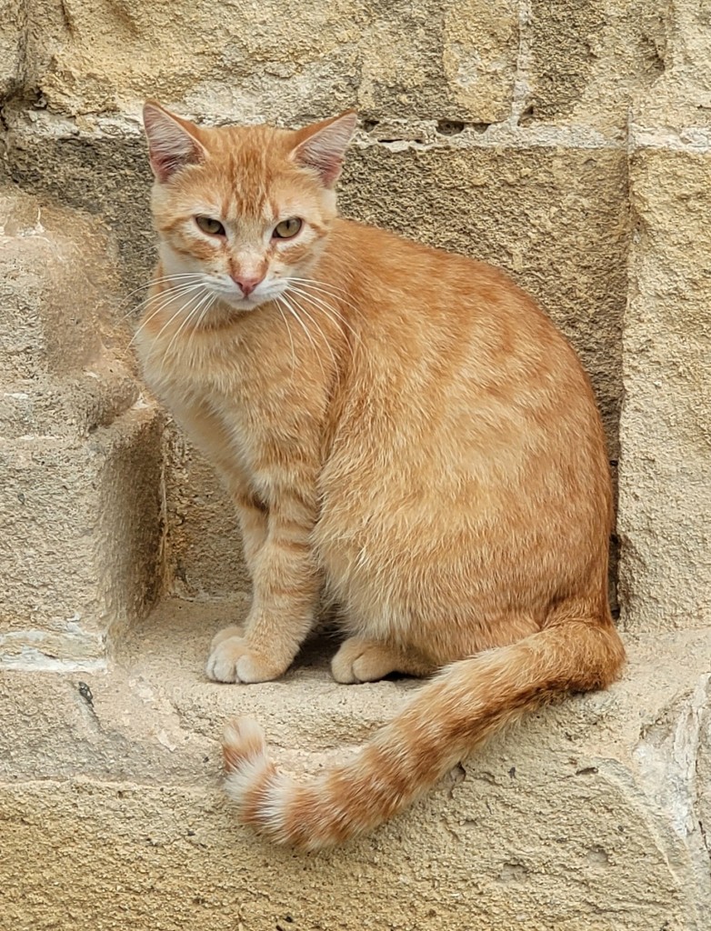 Foto: Gatito - Jerez de la Frontera (Cádiz), España