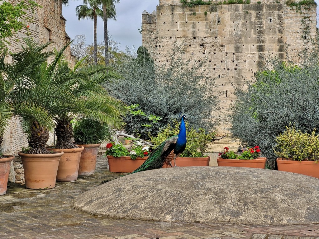 Foto: Alcázar - Jerez de la Frontera (Cádiz), España