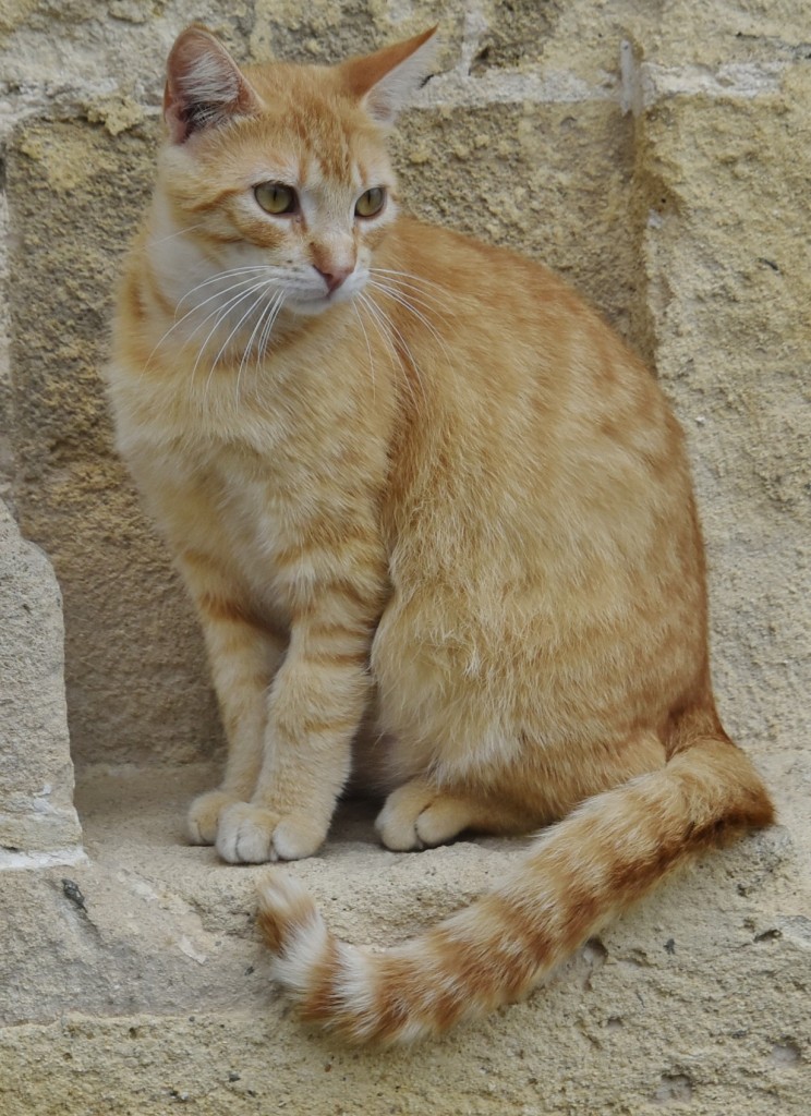 Foto: Gatito - Jerez de la Frontera (Cádiz), España