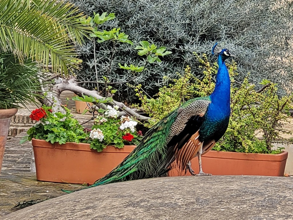 Foto: Alcázar - Jerez de la Frontera (Cádiz), España