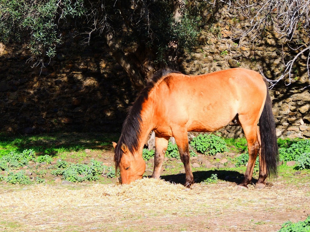 Foto de Granadilla (Cáceres), España