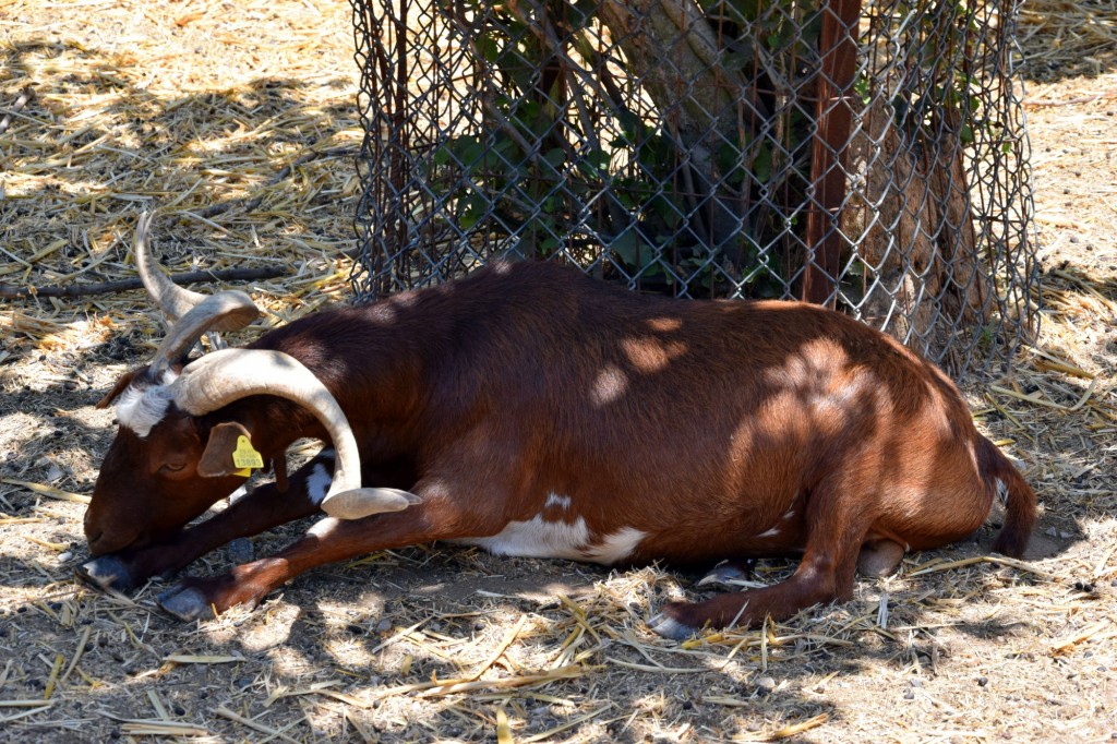 Foto: Rancho Cortesano - Cuartillos (Cádiz), España