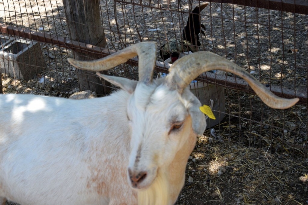 Foto: Rancho Cortesano - Cuartillos (Cádiz), España