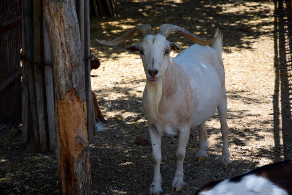 Foto: Rancho Cortesano - Cuartillos (Cádiz), España