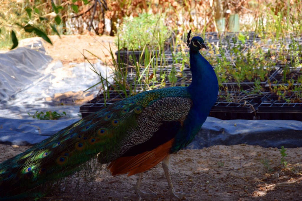 Foto: Rancho Cortesano - Cuartillos (Cádiz), España