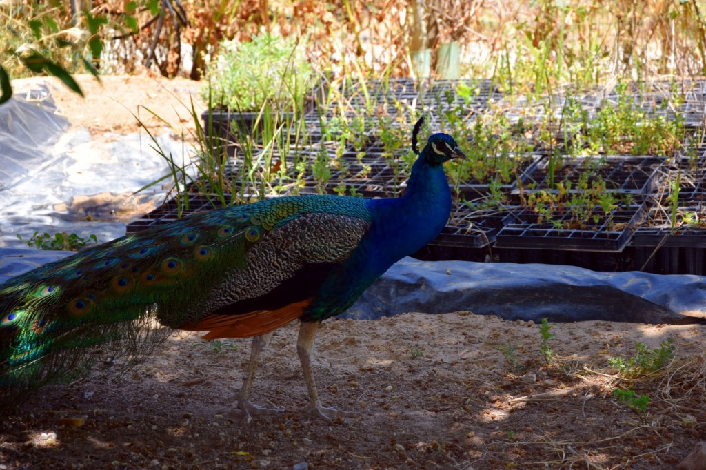 Foto: Rancho Cortesano - Cuartillos (Cádiz), España