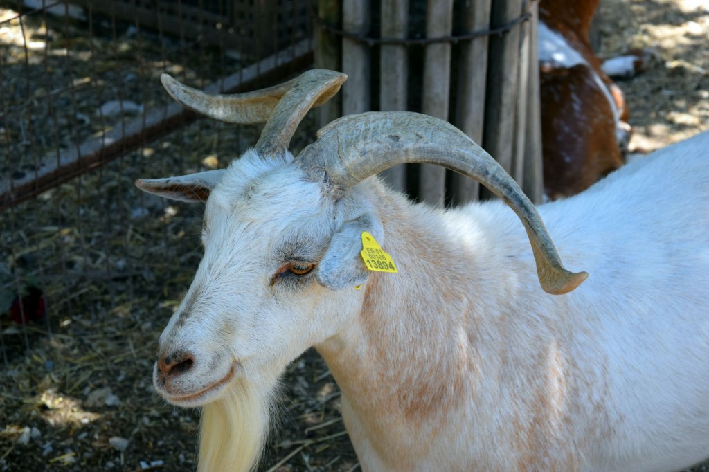 Foto: Rancho Cortesano - Cuartillos (Cádiz), España