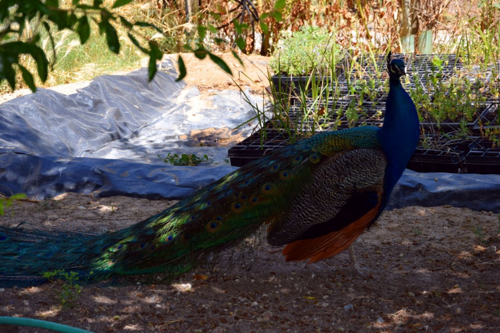 Foto: Rancho Cortesano - Cuartillos (Cádiz), España