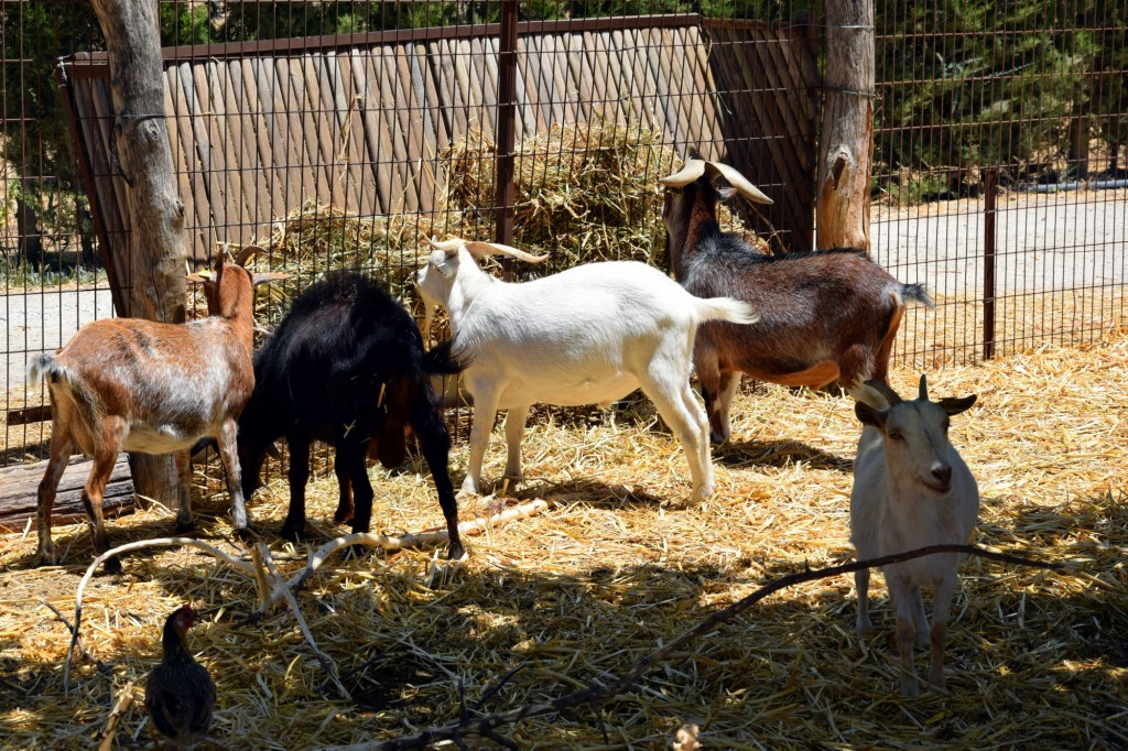 Foto: Rancho Cortesano - Cuartillos (Cádiz), España