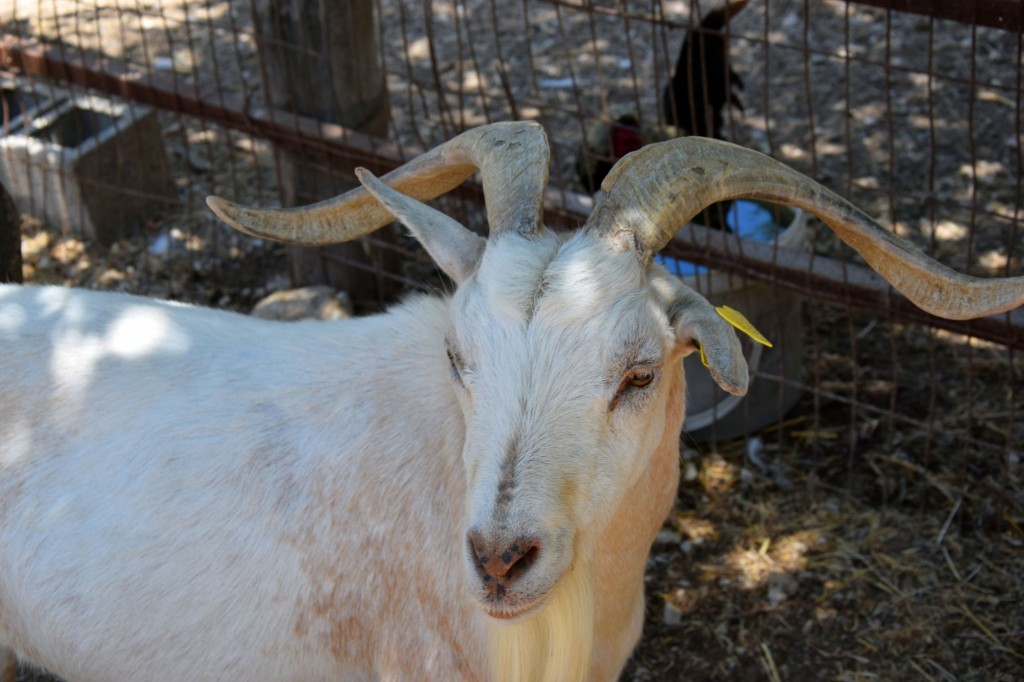 Foto: Rancho Cortesano - Cuartillos (Cádiz), España