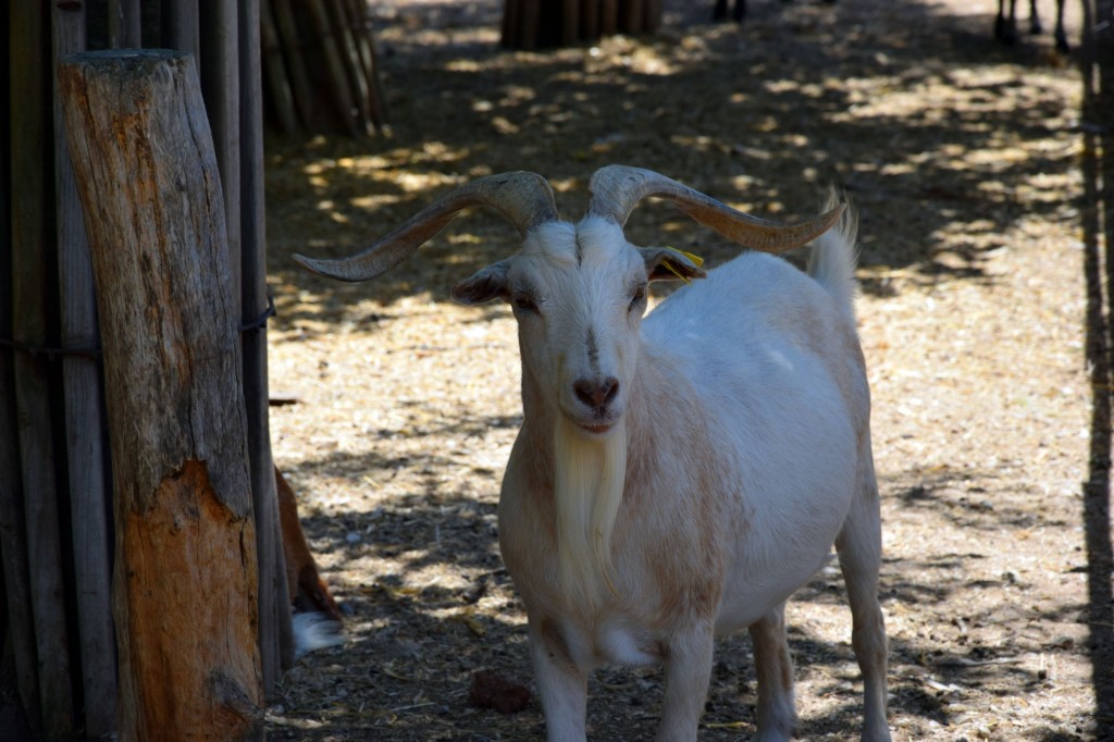 Foto: Rancho Cortesano - Cuartillos (Cádiz), España