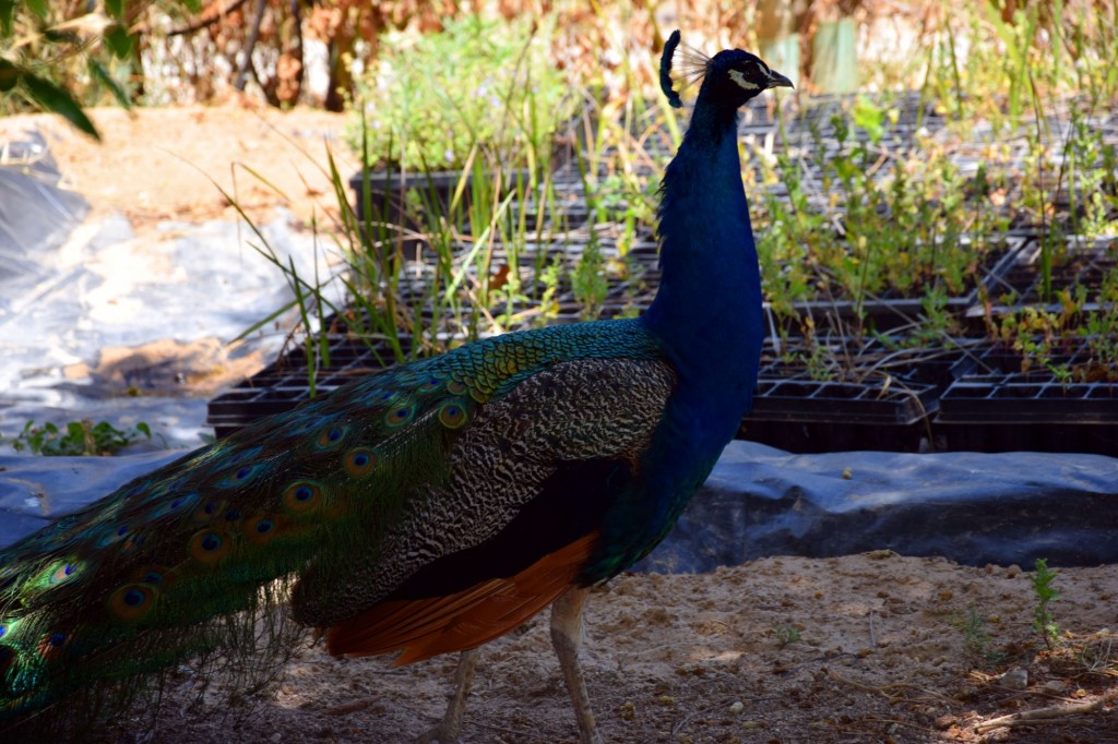 Foto: Rancho Cortesano - Cuartillos (Cádiz), España