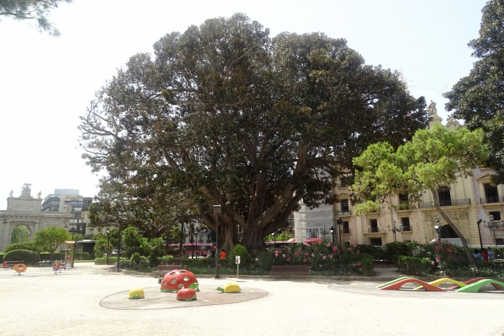 Foto: Arbol centenario - Valencia (València), España