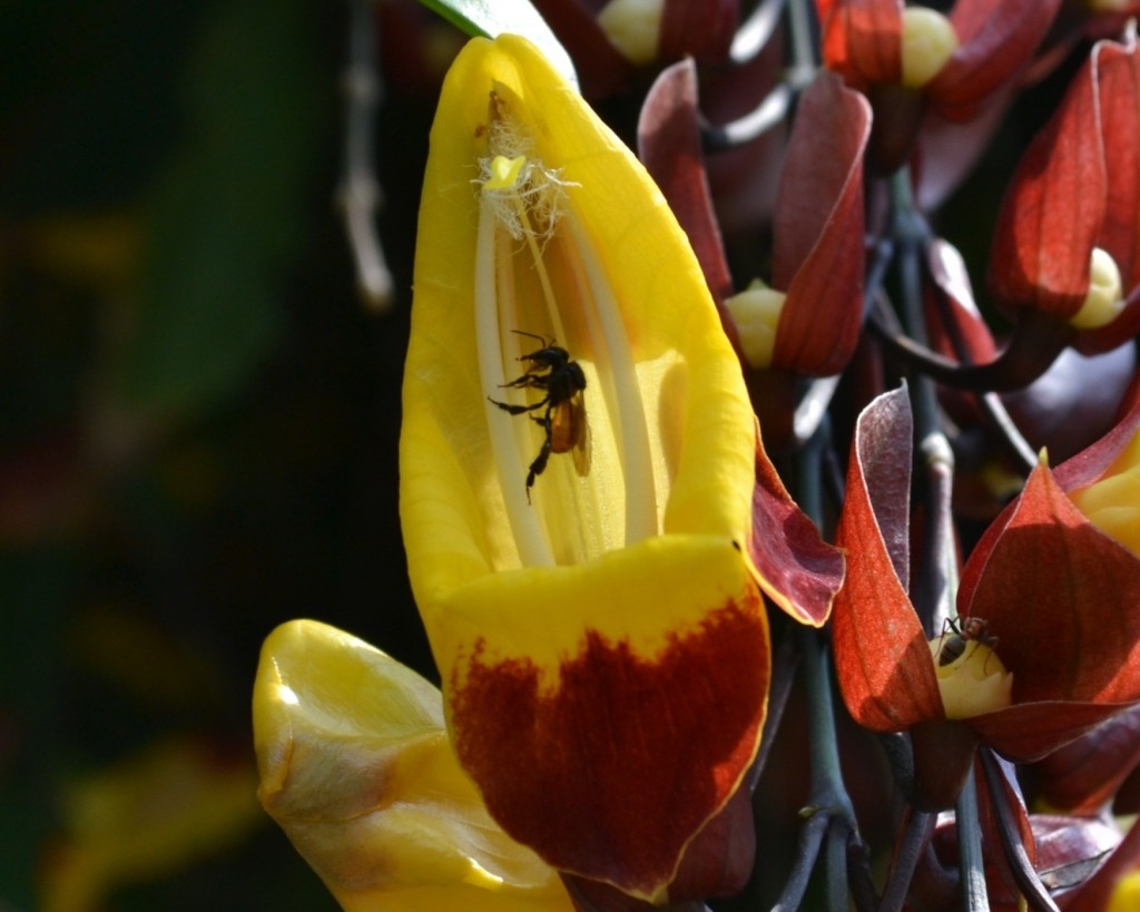 Foto: Flor de guaria - Alajuela, Costa Rica