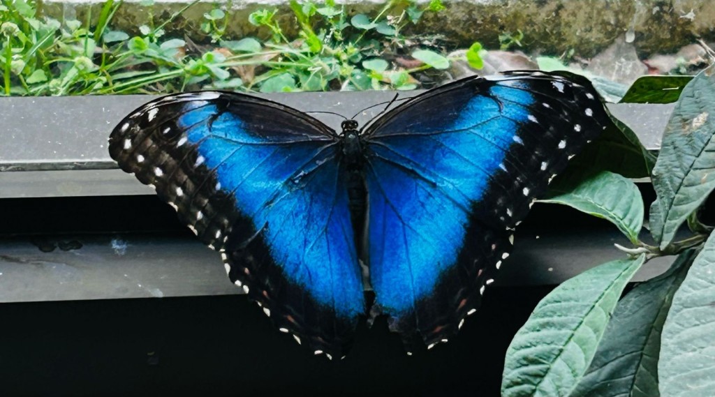 Foto: Mariposa - Cartago, Costa Rica