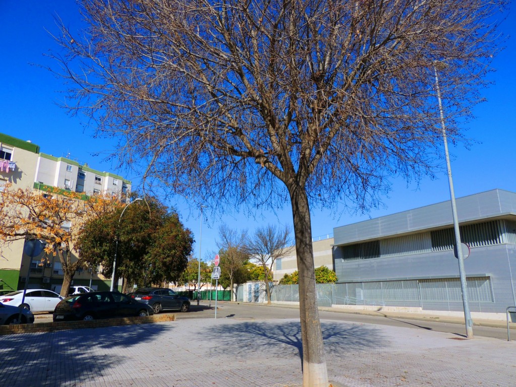 Foto: Calle Escritor Manuel Moreno Barranco - Jerez de la Frontera (Cádiz), España