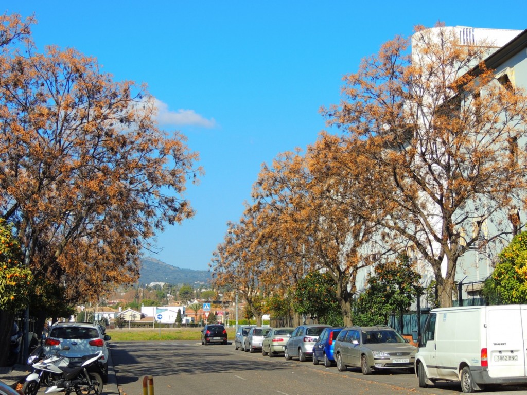 Foto: Calle Conchita Cintrón - Córdoba (Andalucía), España