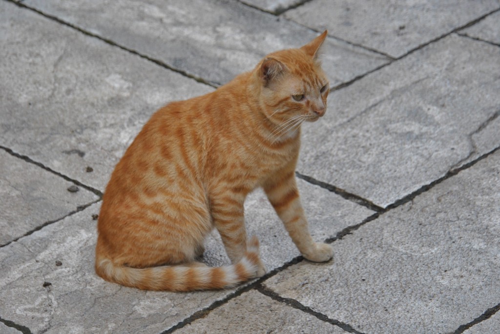 Foto: Gatito - Sant'Agata de' Goti (Campania), Italia