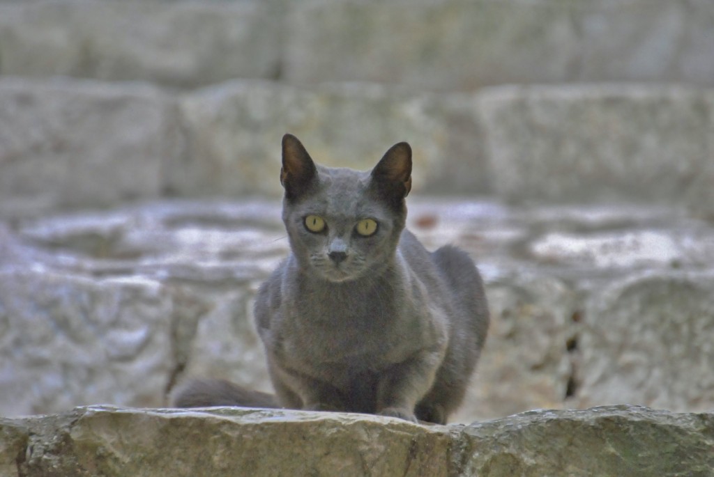 Foto: Gatito - Pietramelara (Campania), Italia