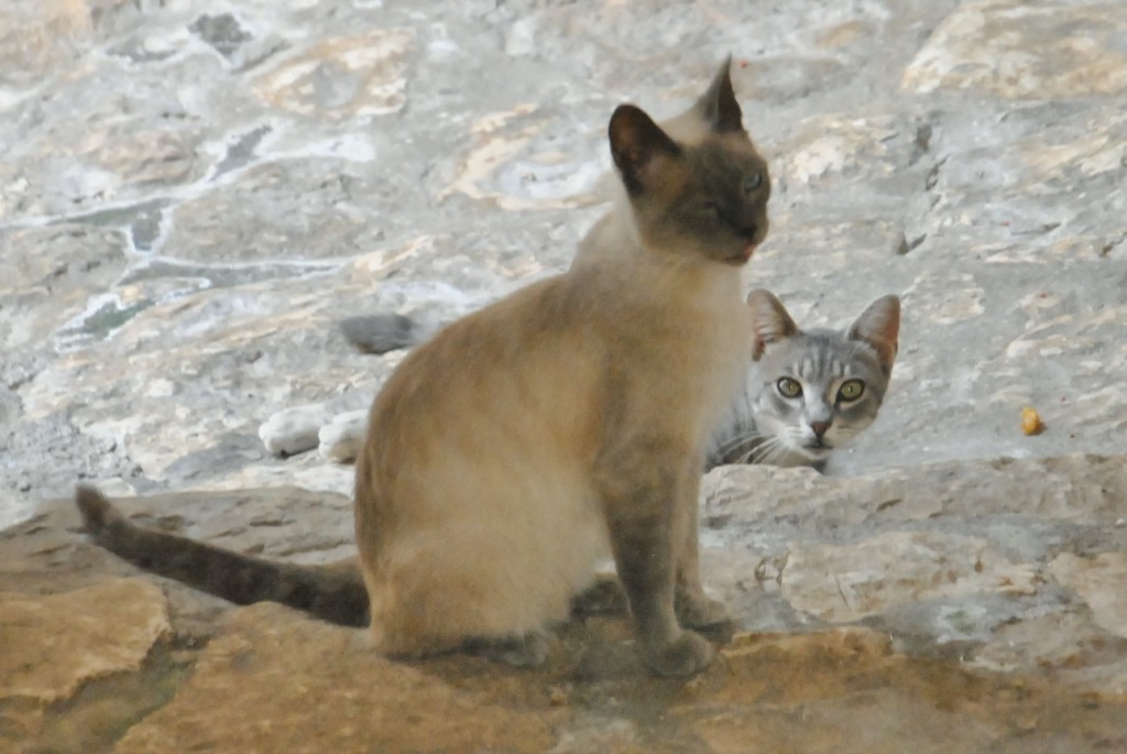 Foto: Gatitos - Pietramelara (Campania), Italia