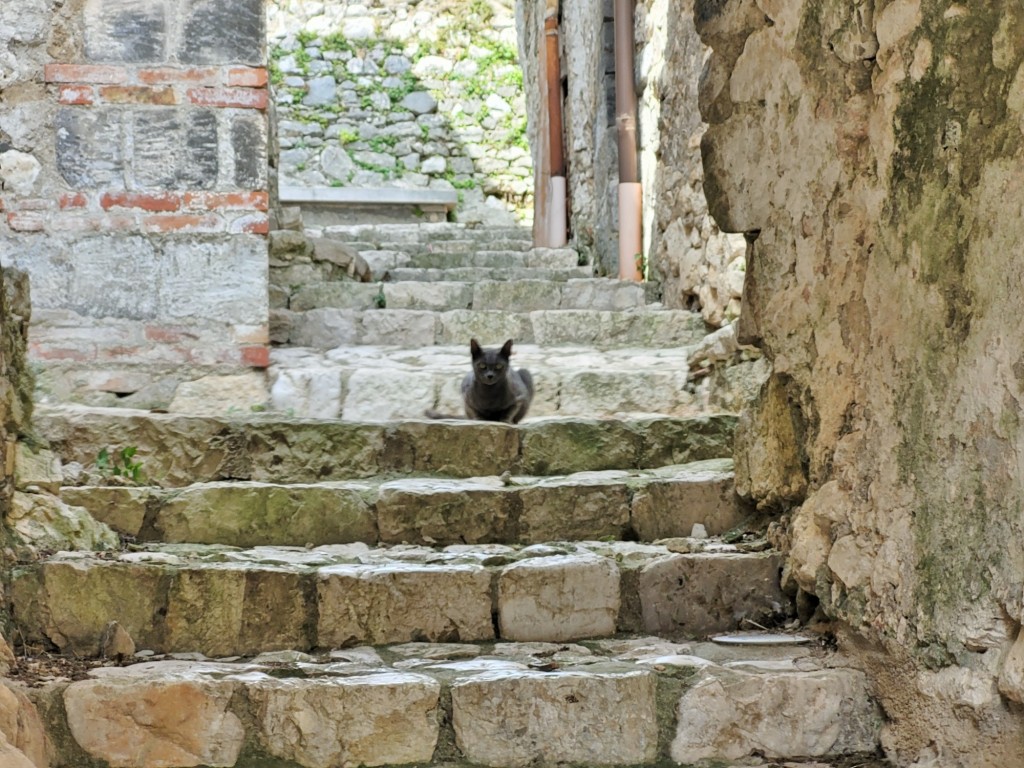 Foto: gatito - Pietramelara (Campania), Italia