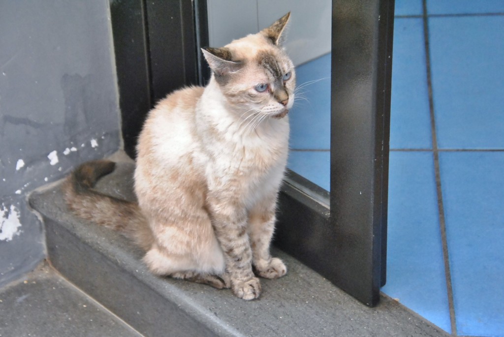 Foto: Gatito - Amalfi (Campania), Italia