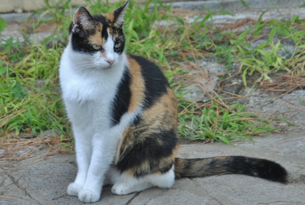 Foto: Gatito - Ravello (Campania), Italia