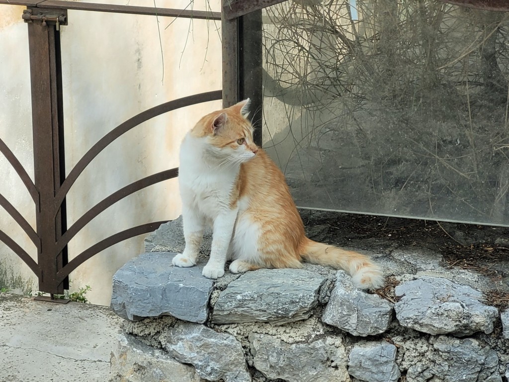 Foto: Gatito - Ravello (Campania), Italia