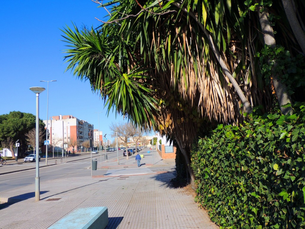 Foto: Avenida Rey Juán Carlos I - Jerez de la Frontera (Cádiz), España