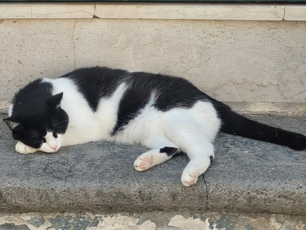 Foto: Gatito - Vietri Sul Mare (Campania), Italia